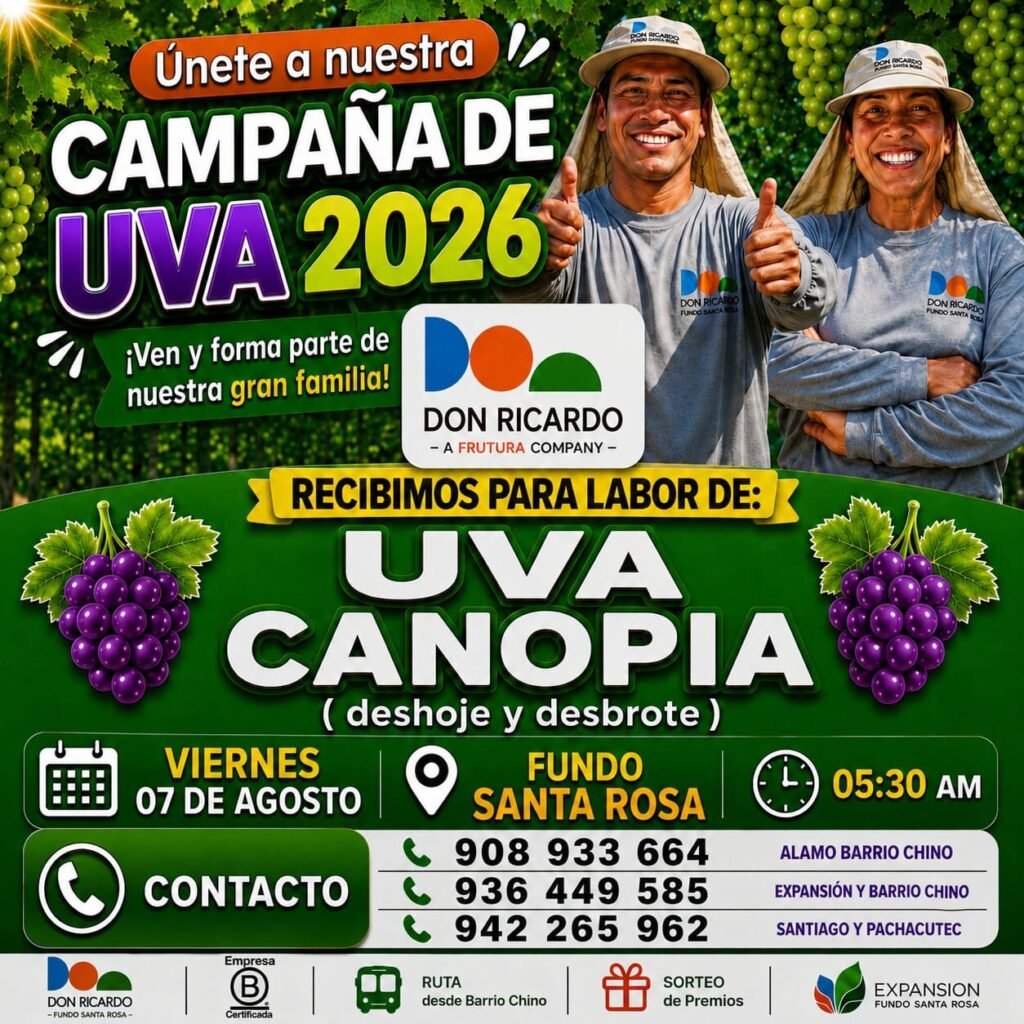 Labores de uva en canopia, acomodo de racimos, ajuste de carga deshoje y desbrote en Ica