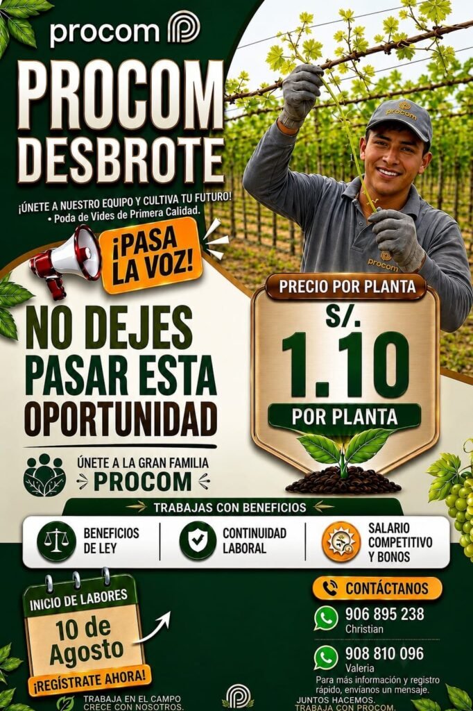 Agrícola PROCOM busca personal para desbrote de uva en Ica – Inicio 10 de agosto