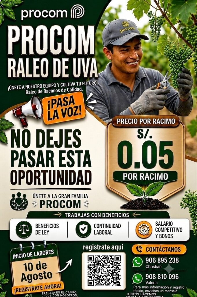 Agricola Procom busca personal para raleo de uva en Ica – Inicio 10 de agosto