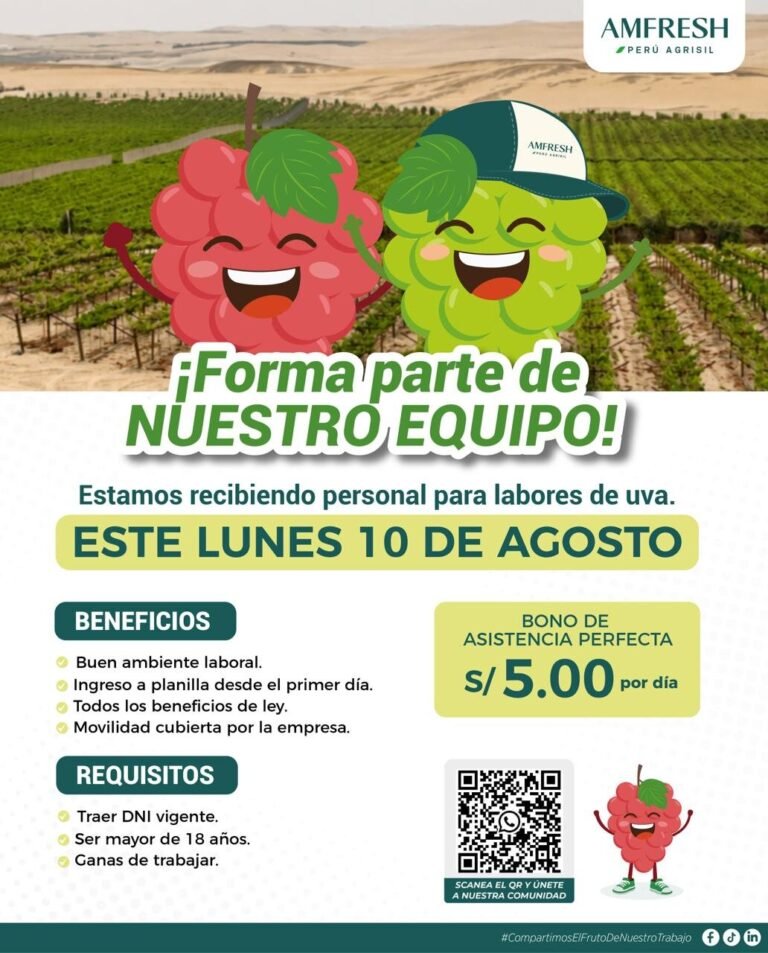 Trabajos en Ica para labores de uva en el fundo agrisil