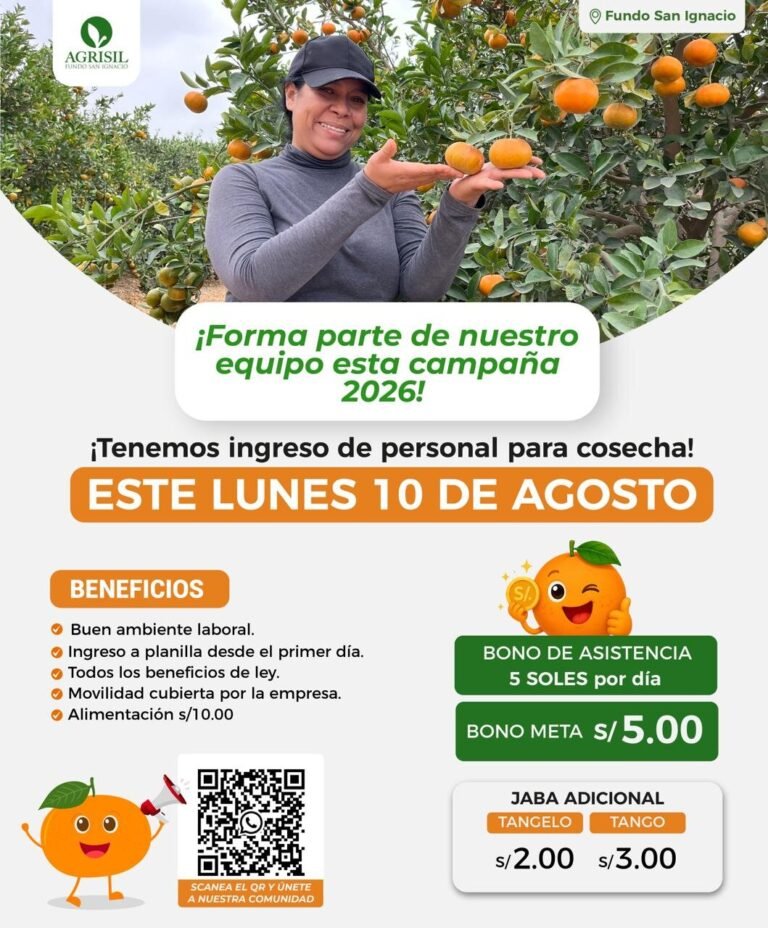Cosecha de mandarina 2026 en fundo san ignacio – Agrisil Subtanjalla – Ica