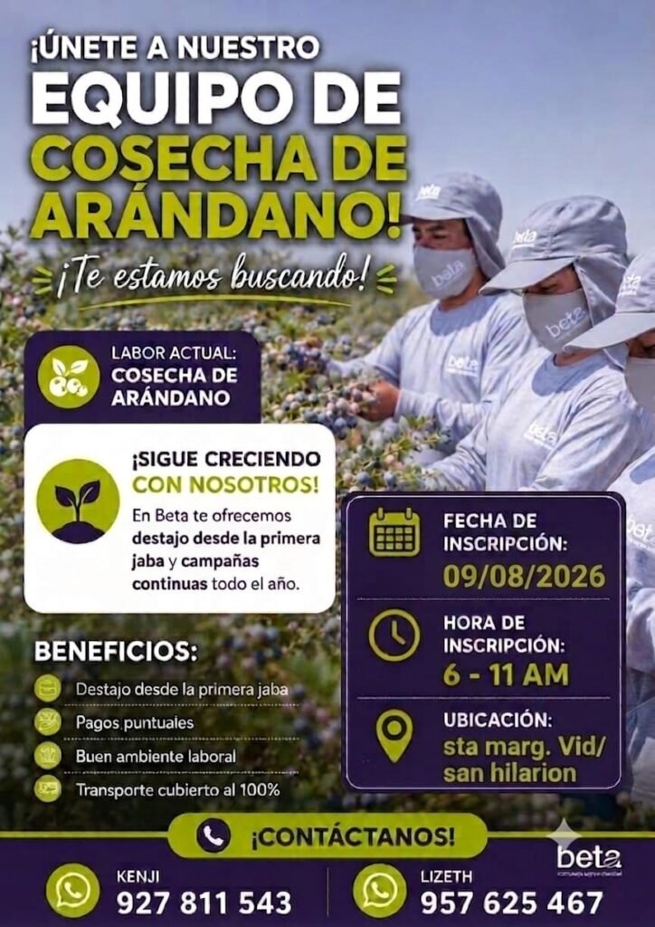 Cosechadores de arándano en Complejo agroindustrial Beta – Ica