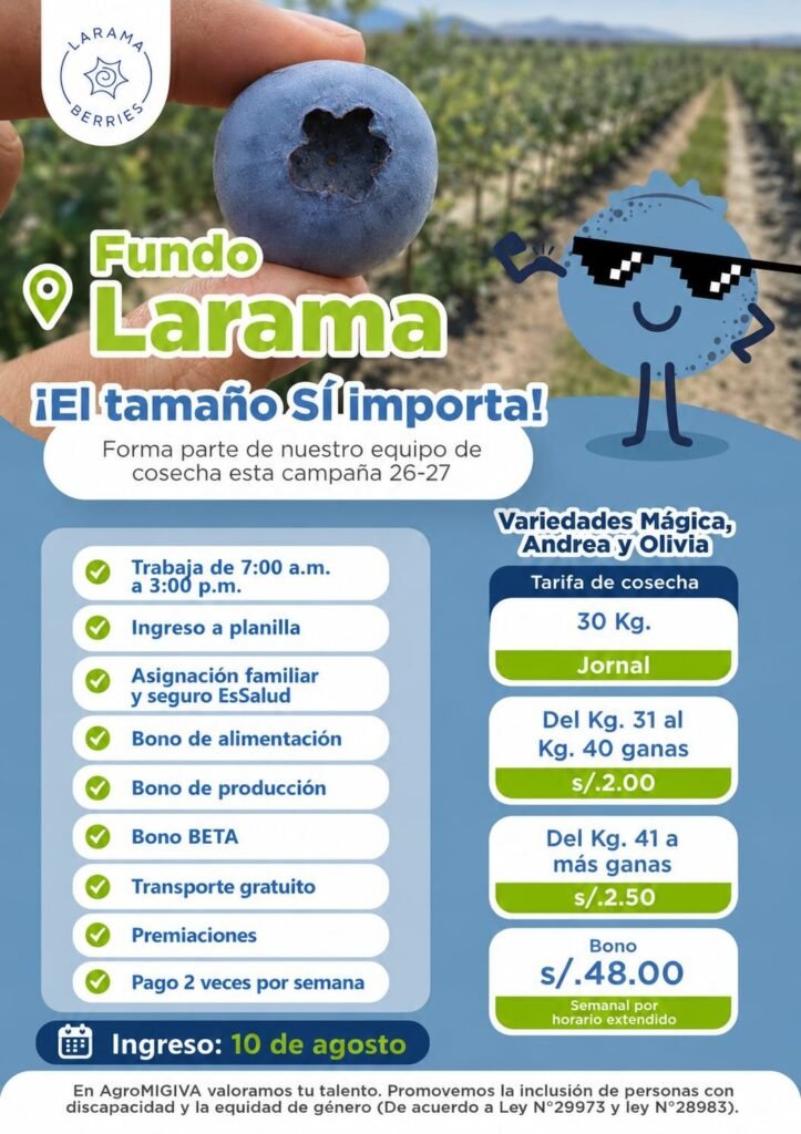 Cosecha de arandanos en fundo larama Berries - Imagen 1
