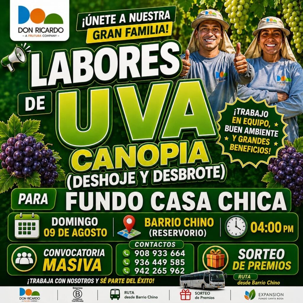 Agricola Don Ricardo labores de canopia en uva (deshoje y desbrote)