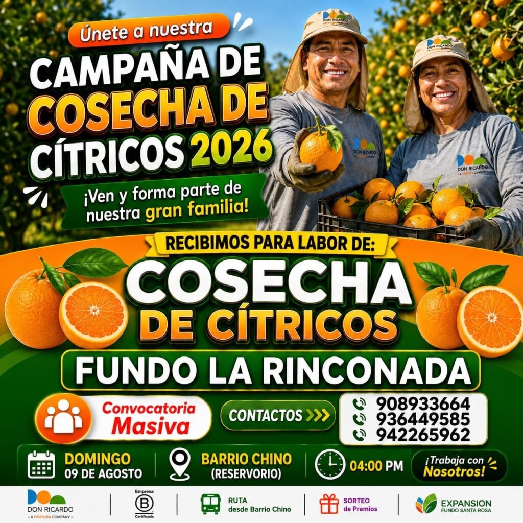Trabajo en cosechaa de mandarina en Fundo la rinconada de Agricola Don Ricardo