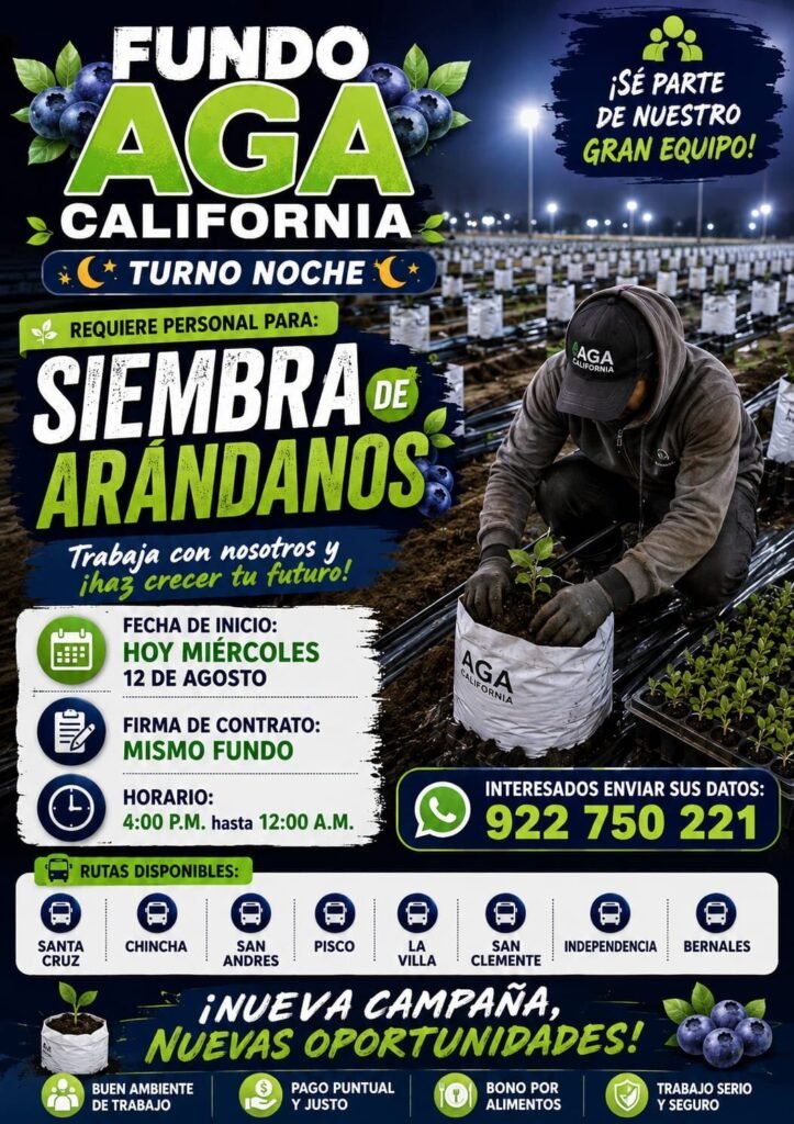 Cosecha de arandanos en AGA California