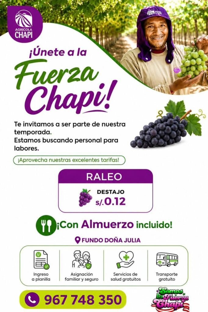 Raleo de uva a destajo en Ica - Imagen 1