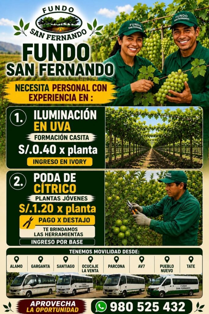 Cosechadores de esparragos en Ica - Imagen 3