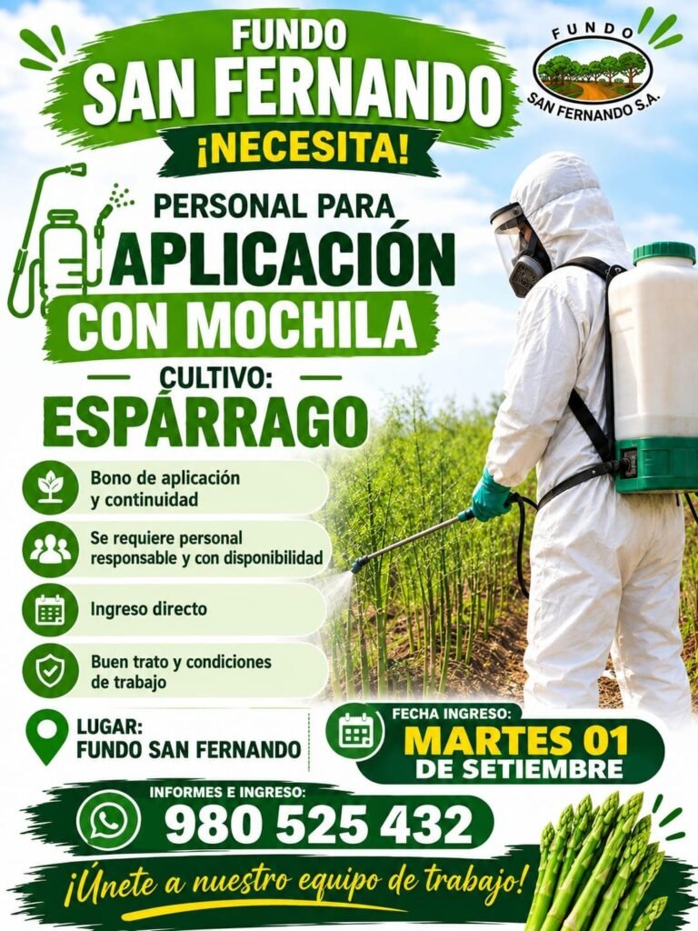 Cosechadores de esparragos en Ica - Imagen 4