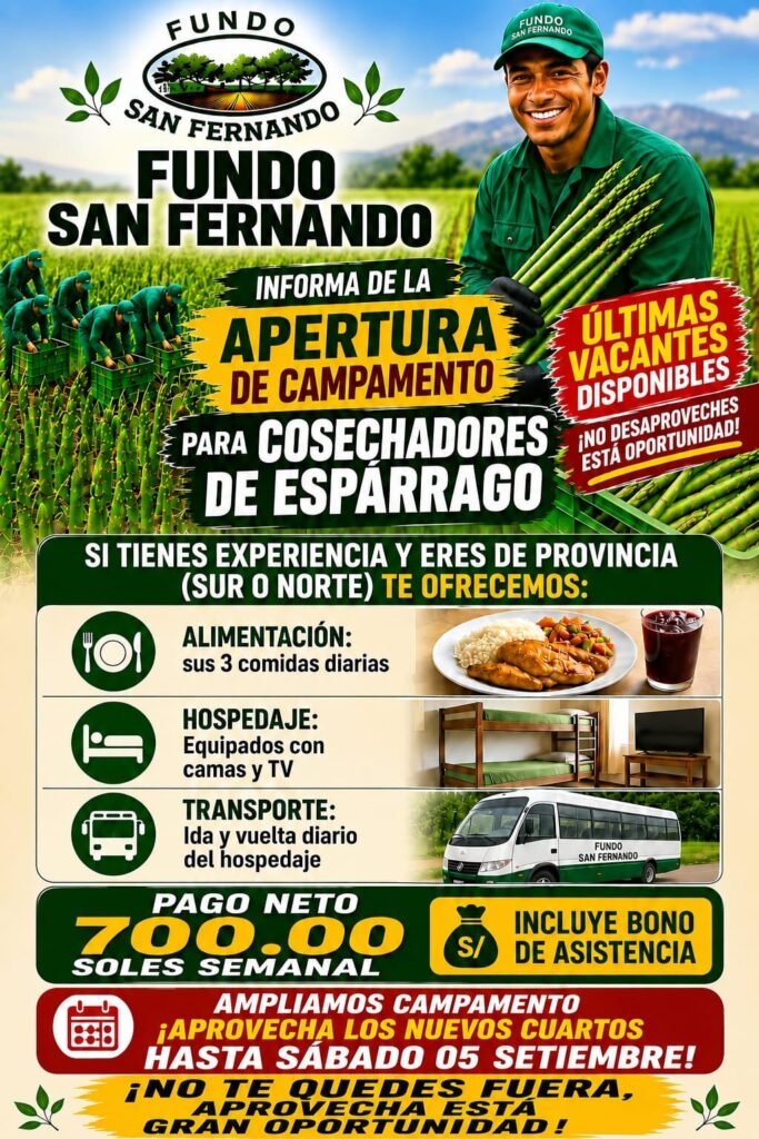 Cosechadores de esparragos en Ica