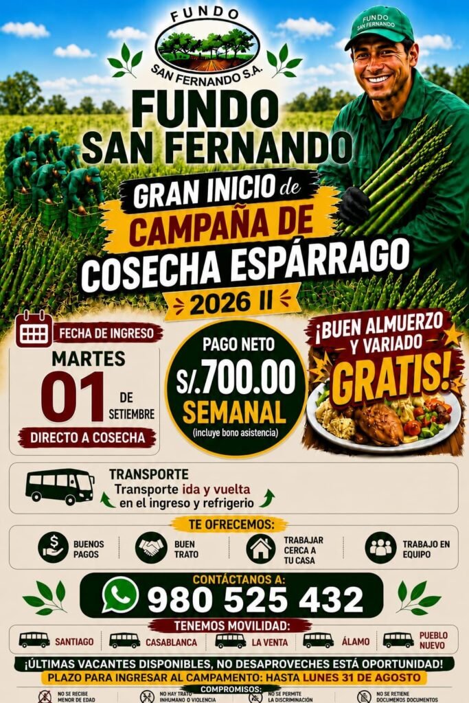 Cosechadores de esparragos en Ica - Imagen 2