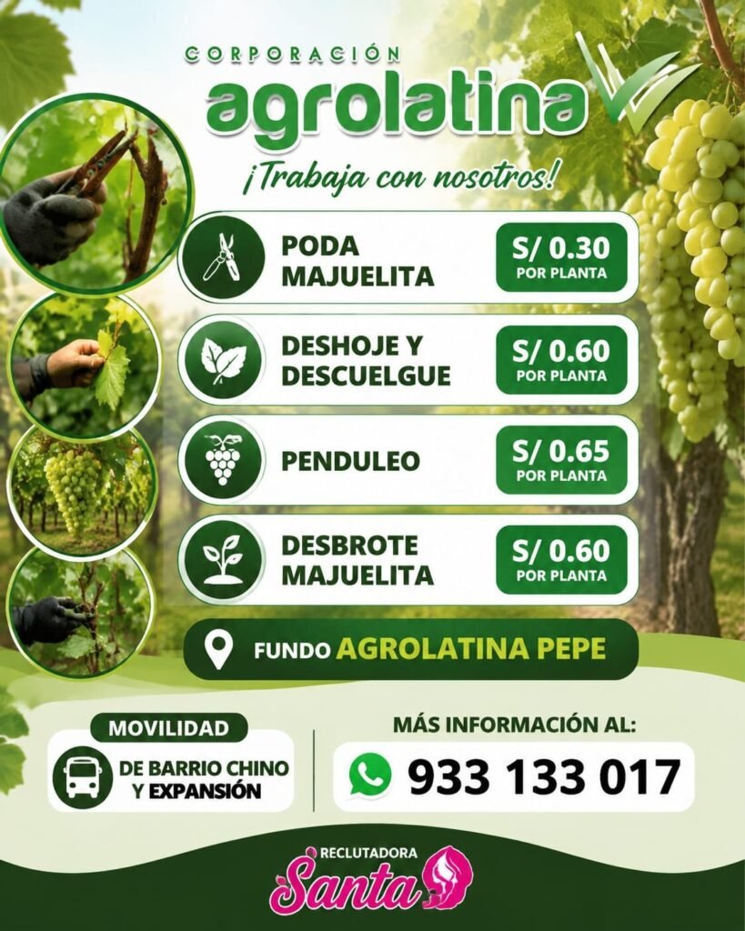Trabajo en Uva Ica | Poda, Deshoje y Desbrote | Corporación Agrolatina