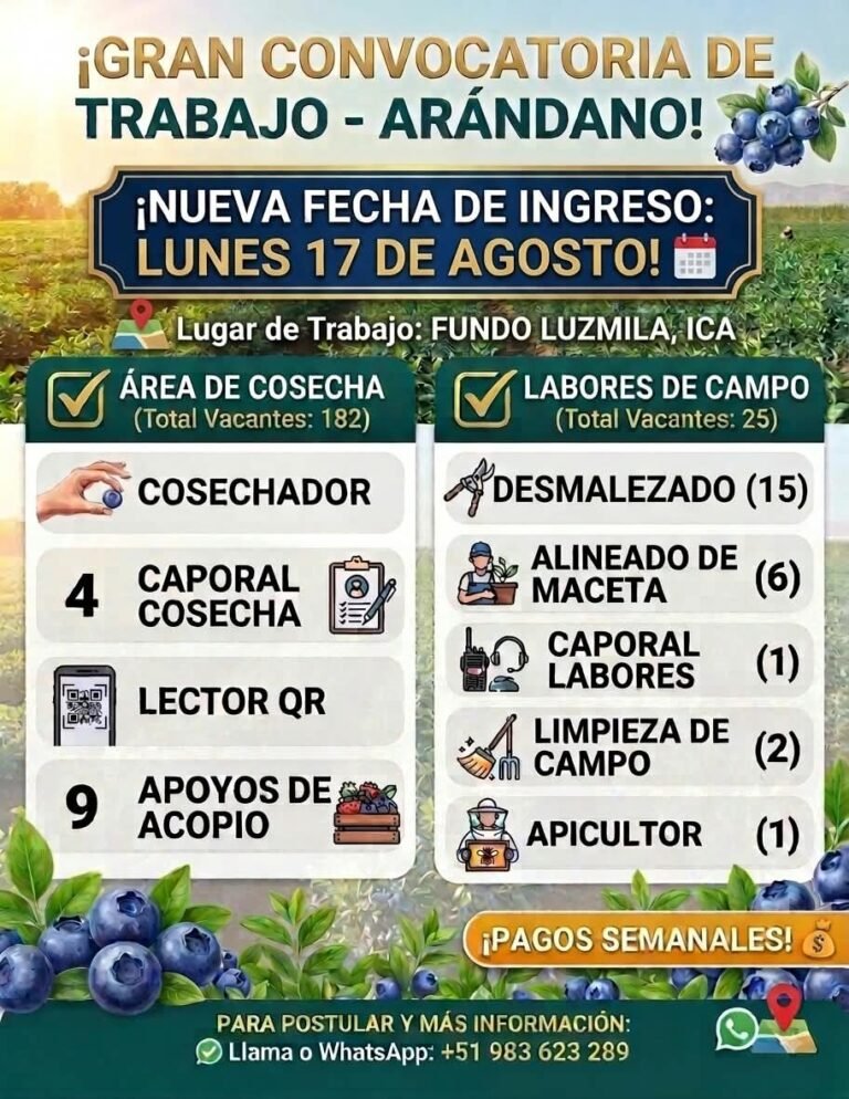 Cosechador de Arándano en Fundo Luzmila, Ica