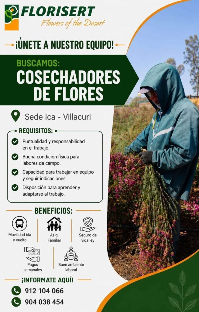 Cosechadores de Flores en Villacuri, Ica