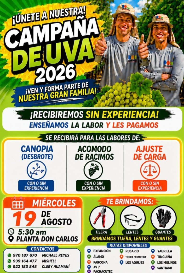 Cosechadores de Uva en Planta Don Carlos, Ica 2026