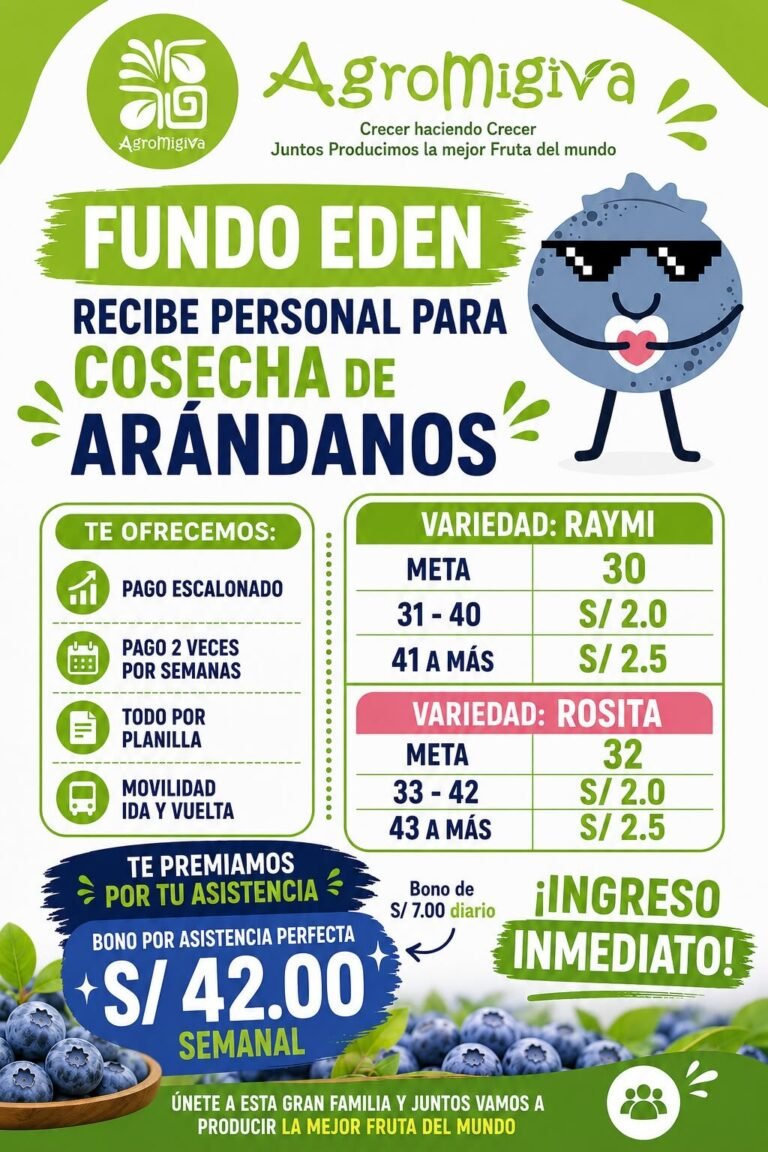 Personal para Cosecha de Arándanos en Fundo Edén