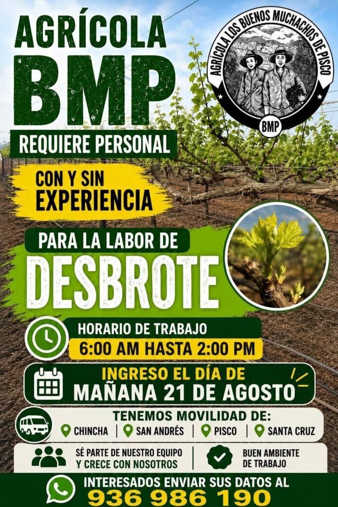 Desbrote de uva en Agromigiva