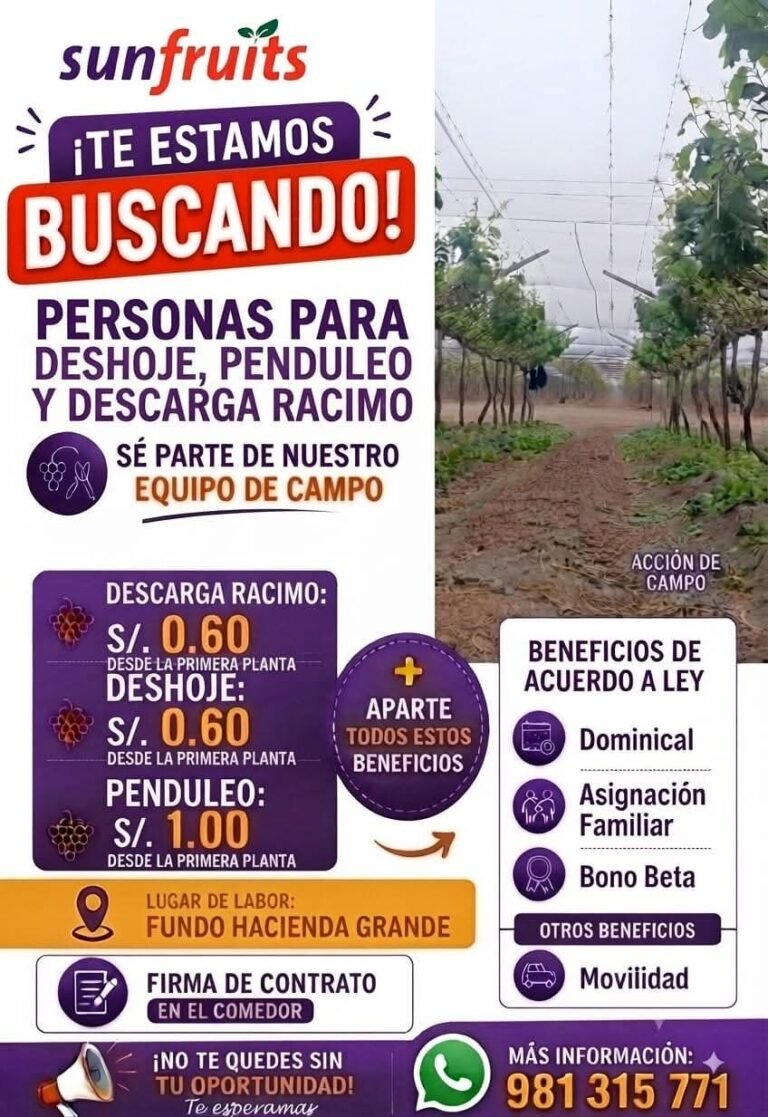 Penduleo, Deshoje y descarga de racimos en Ica