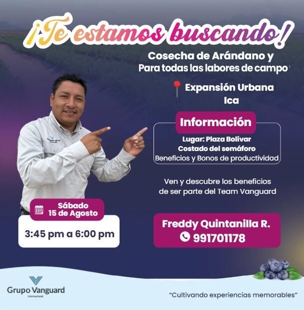 Cosechadores de Arándano en Fundo Piscu, Chincha