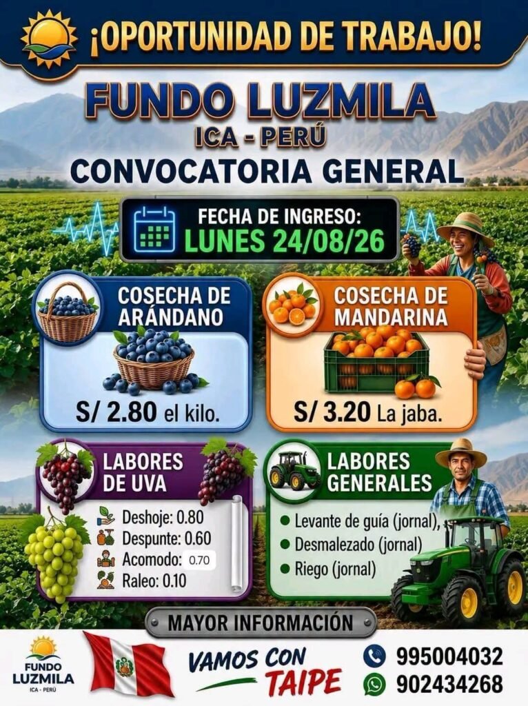 Cosechadores de Arándano y Mandarina en Ica - Imagen 1