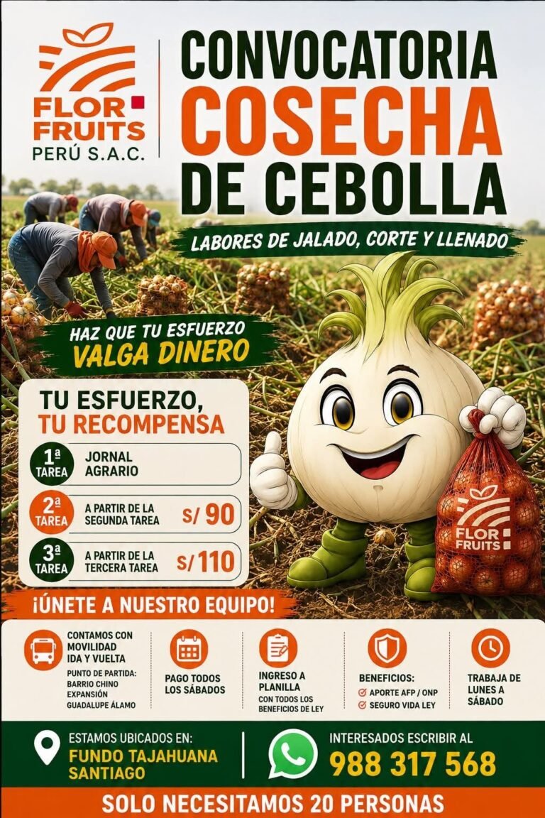 Cosecha de Cebolla en Fundo Tajahuana,Ica