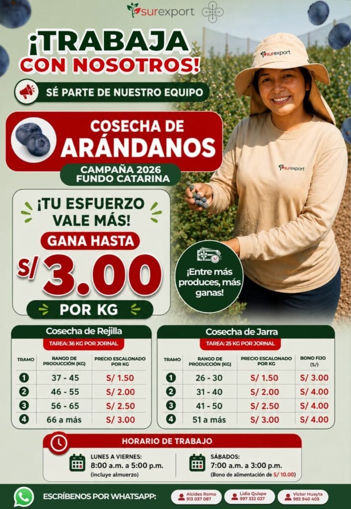 Cosechadores de Arándanos en Fundo Catarina para Campaña 2026 - Imagen 1