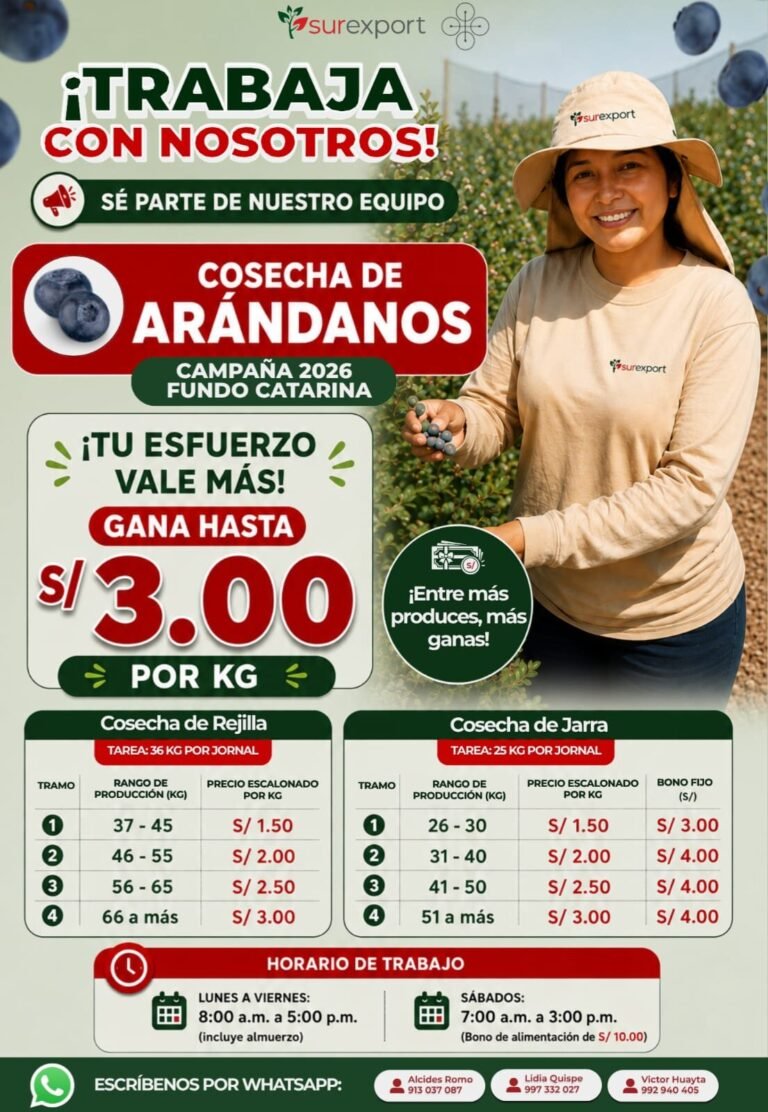 Cosechadores de Arándanos en Fundo Catarina para Campaña 2026