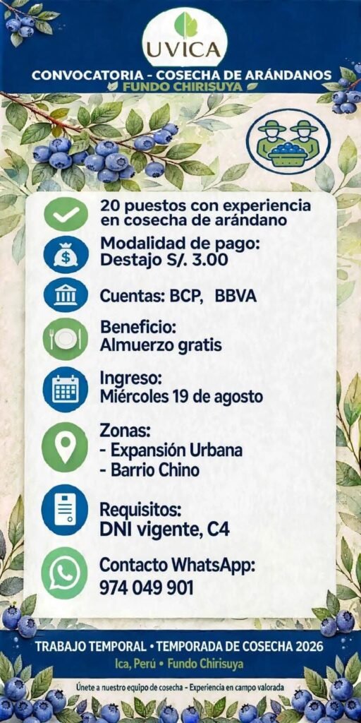 Cosecha de arándanos en Ica - Imagen 1