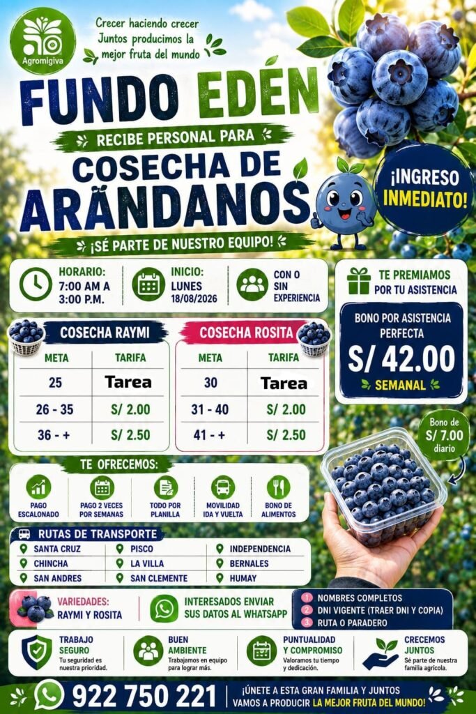 Cosecha de arándanos en Fundo Eden - Pisco - Imagen 1