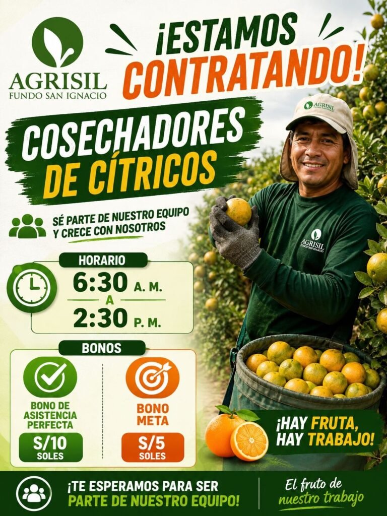 cosecha de mandarina cítrico en Agrisil - Ica - Imagen 2