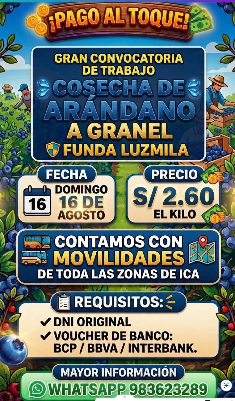 Cosechadores de Arándano en Fundo Luzmila, Ica