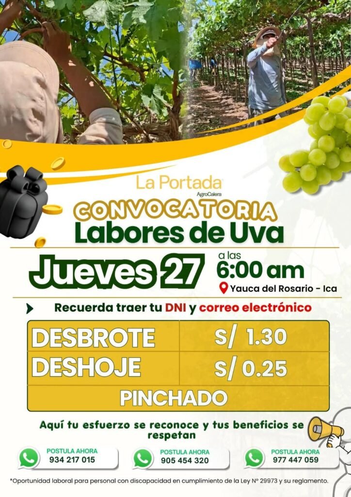 Trabajos en Ica para Deshoje y desbrote