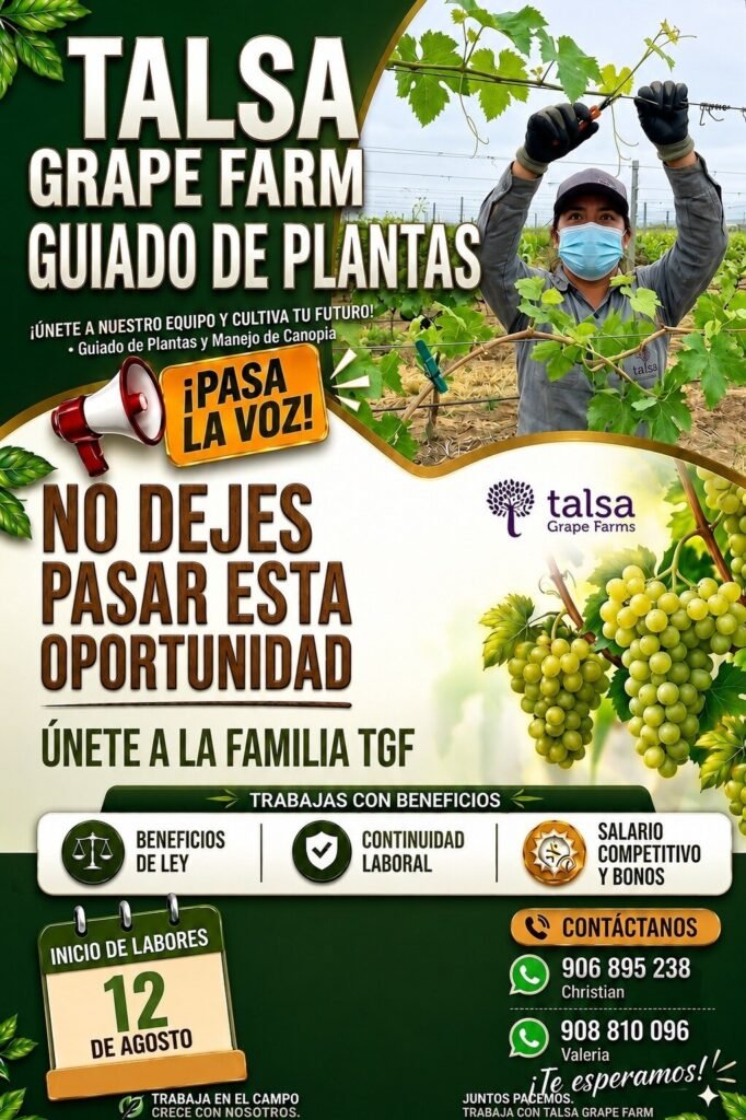 Trabajo en Campo: Guiado de Plantas y Manejo de Canopia
