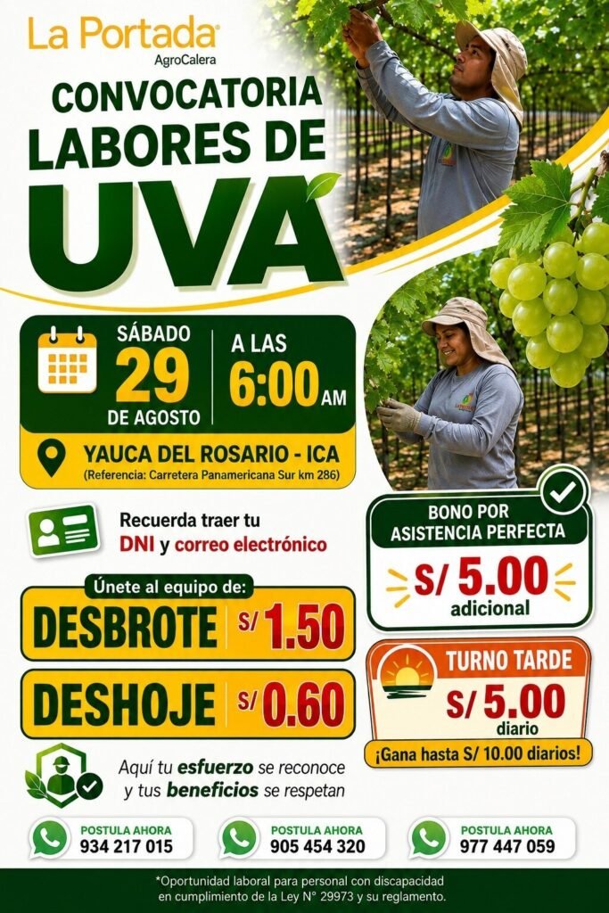 Labores de Uva en Yauca del Rosario, ICA