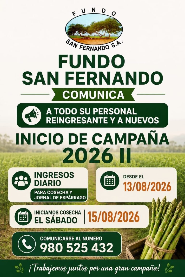 Cosecha de Espárrago en Fundo San Fernando, Campaña 2026 II