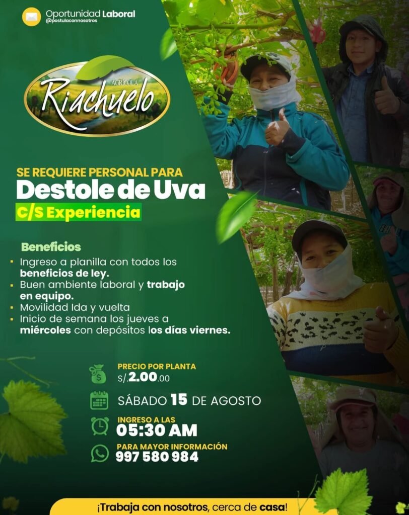 Desbrote de uva en Agricola Riachuelo
