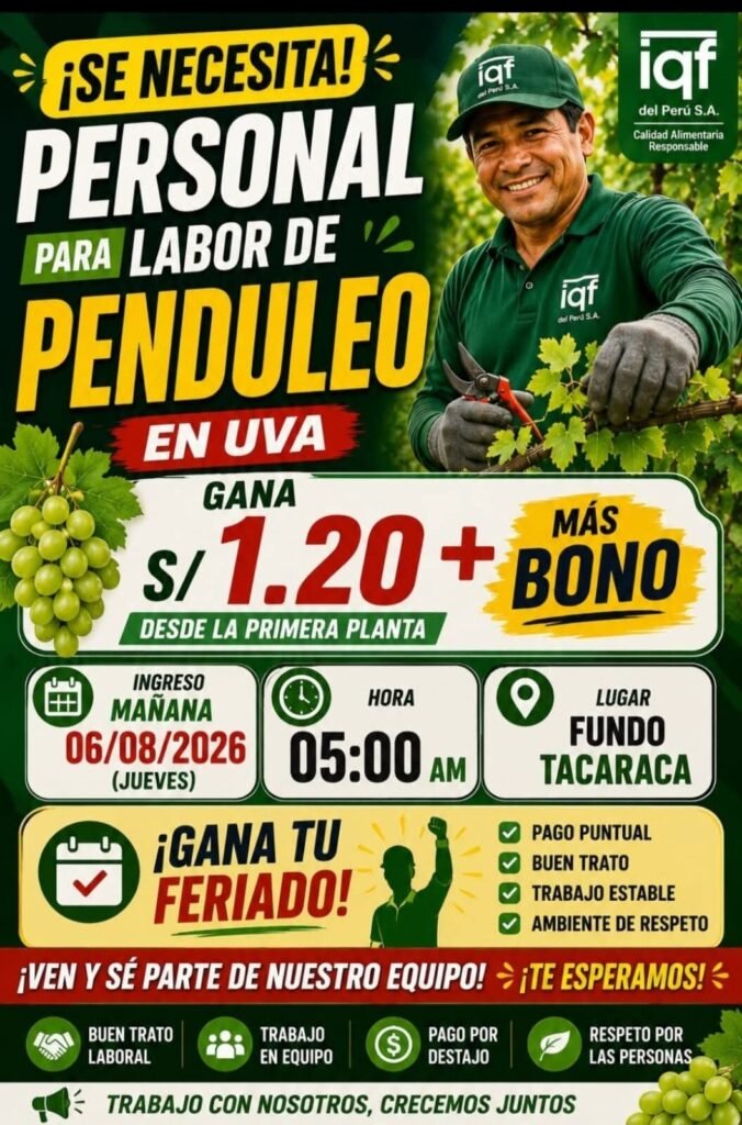 Cosechadores de Uva para Fundo Tacaraca en Ica