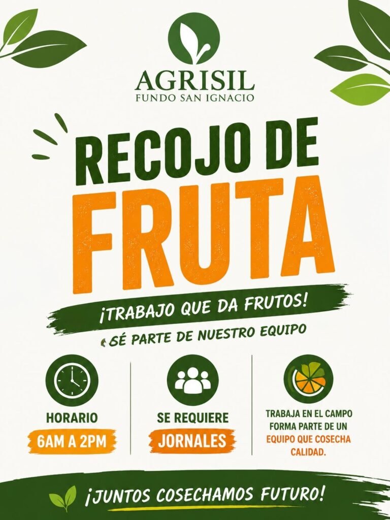 cosecha de mandarina cítrico en Agrisil - Ica - Imagen 3