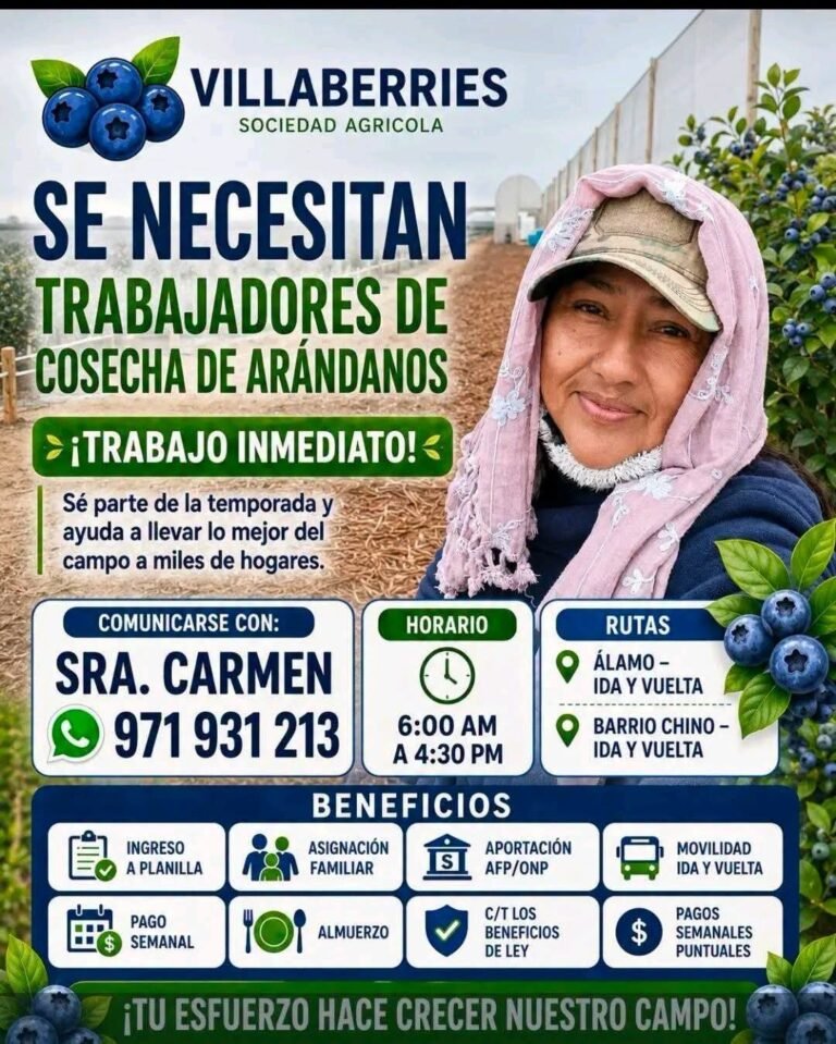 Trabajadores de Cosecha de Arándanos en Ica