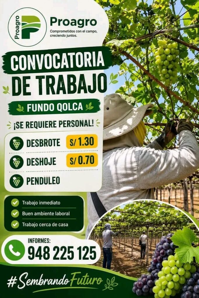 Fundo Qolqa requiere personal para desbrote, Deshoje y Penduleo