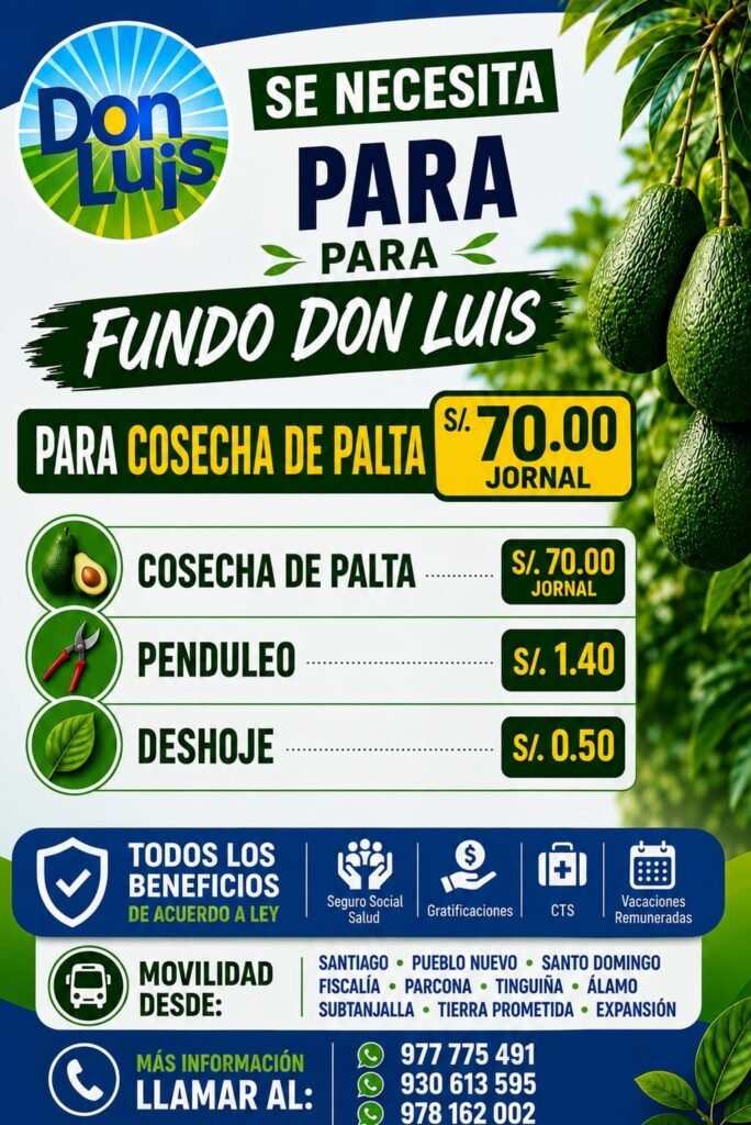 cosechadores de palta en fundo don Luis - Imagen 1