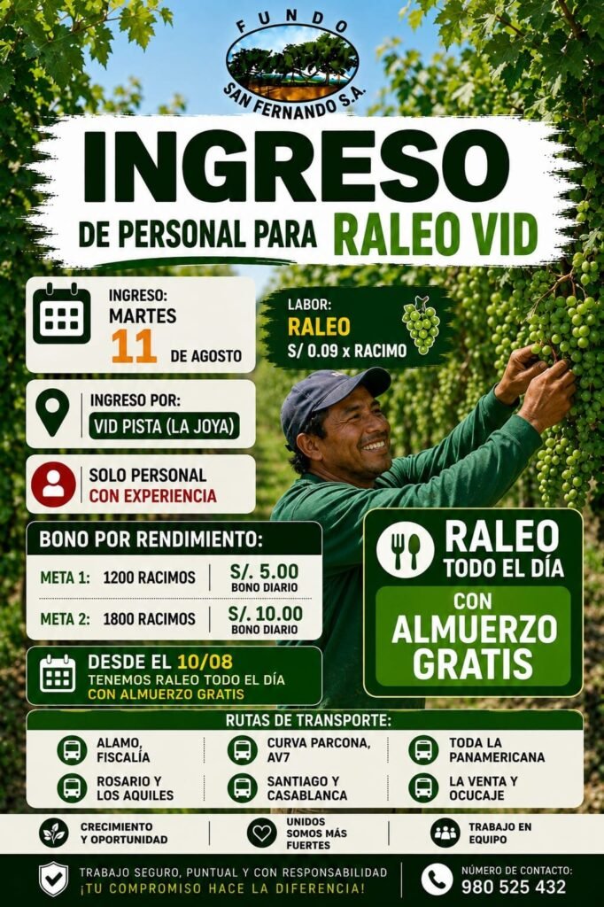 Fundo san Fernando comenzara con la campaña de raleo de uva - Imagen 1