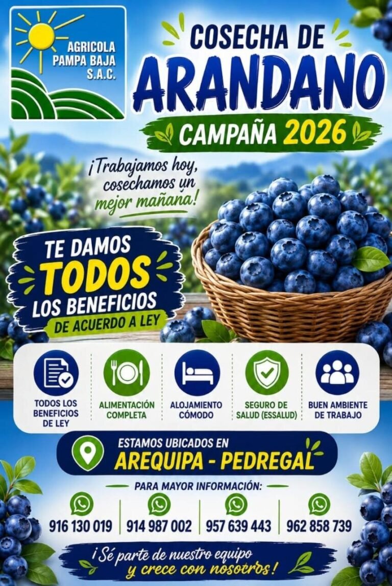 Trabajadores para Cosecha de Arándano en Arequipa – Pedregal