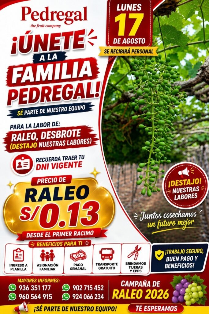 Raleadores de uva en Pedregal Ica
