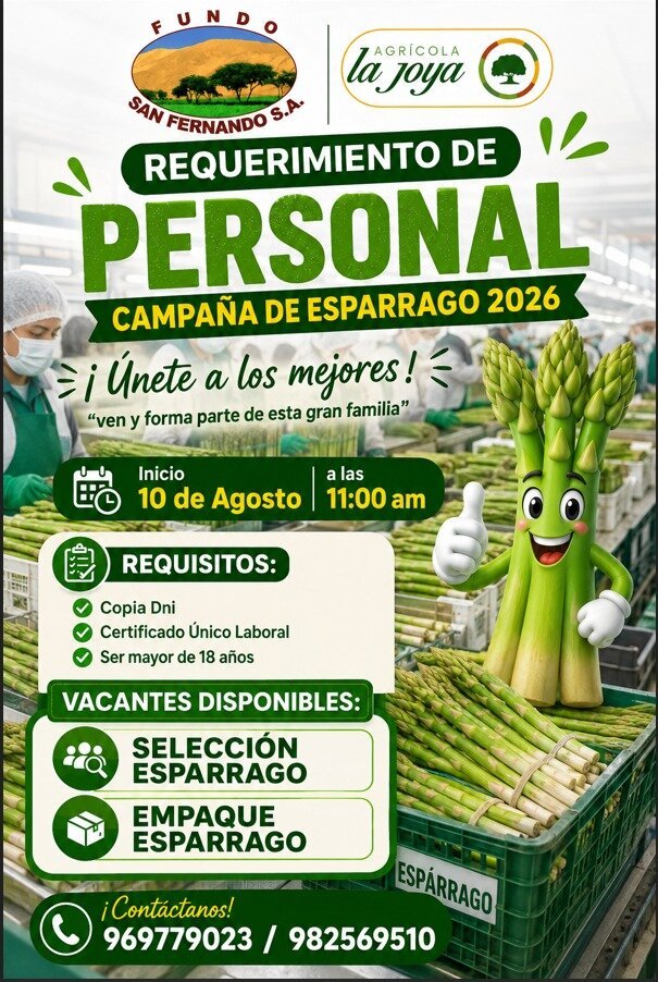 Campaña de Espárrago 2026 en fundo agricola la joya