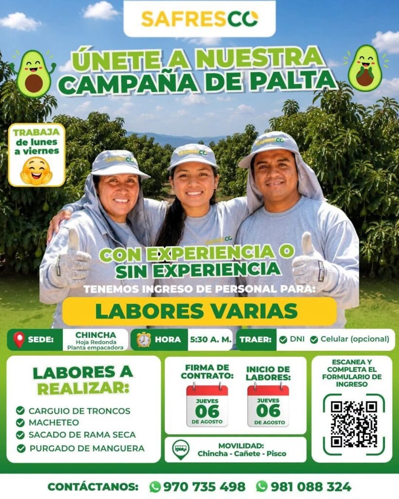 Personal para Labores Agrícolas en Chincha - Campaña de Palta - Imagen 1