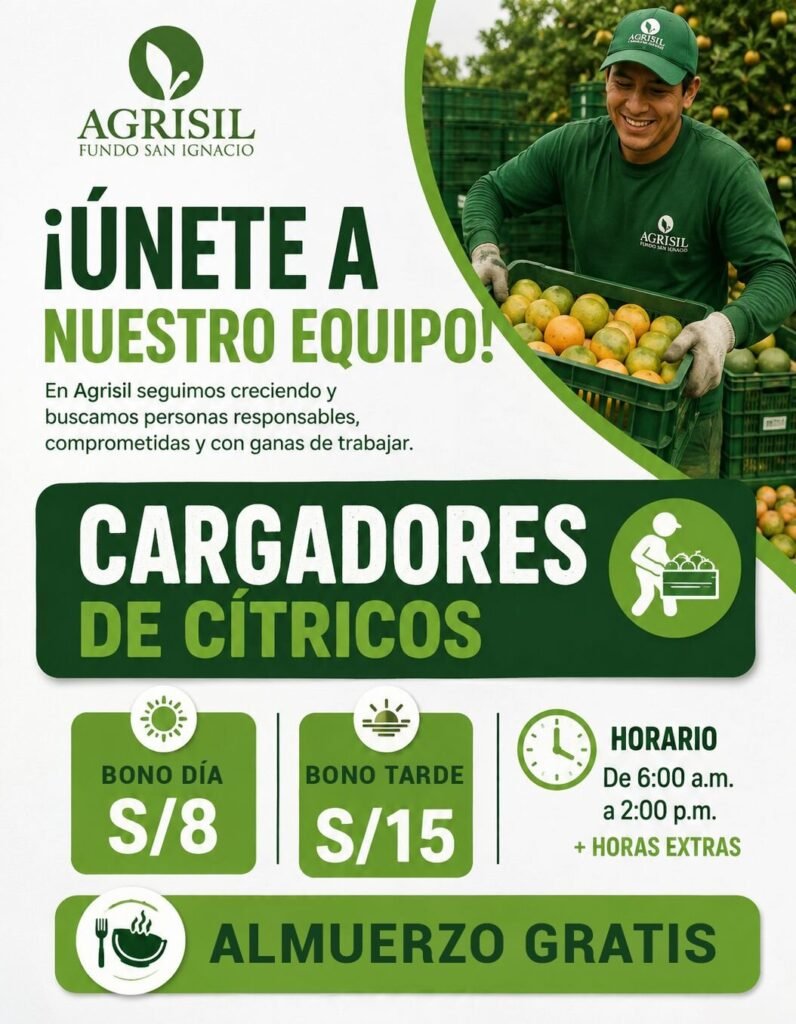 cosecha de mandarina cítrico en Agrisil – Ica