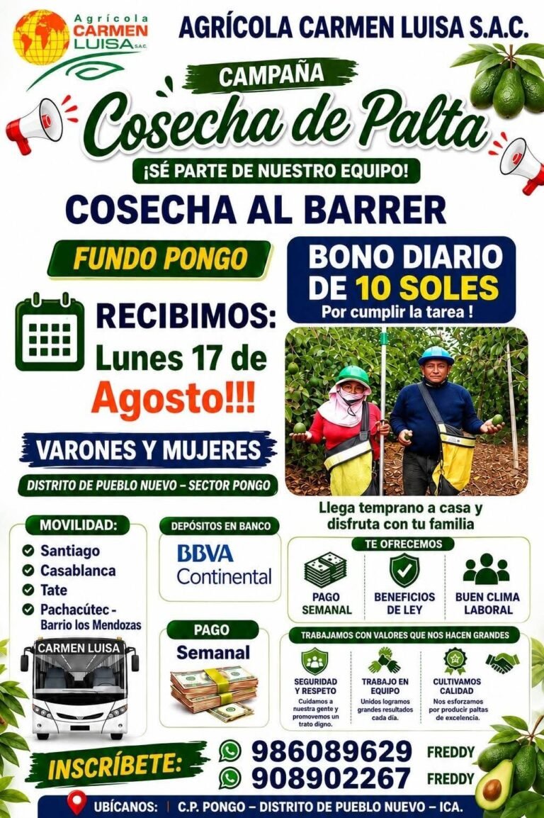 Personal para Cosecha de Palta en Pueblo Nuevo, Ica