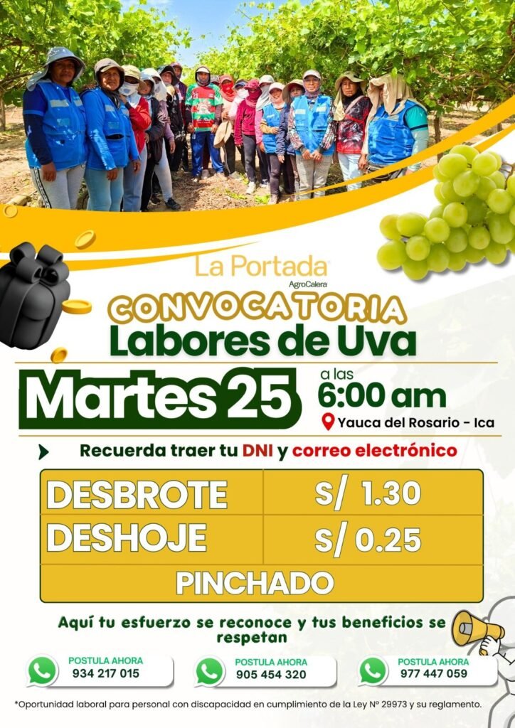 Operarios para Labores de Uva en Yauca del Rosario, Ica