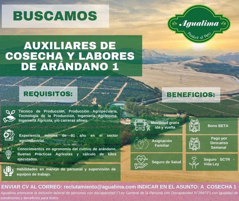Auxiliar de Cosecha y Laboreres de Arándano en Virú